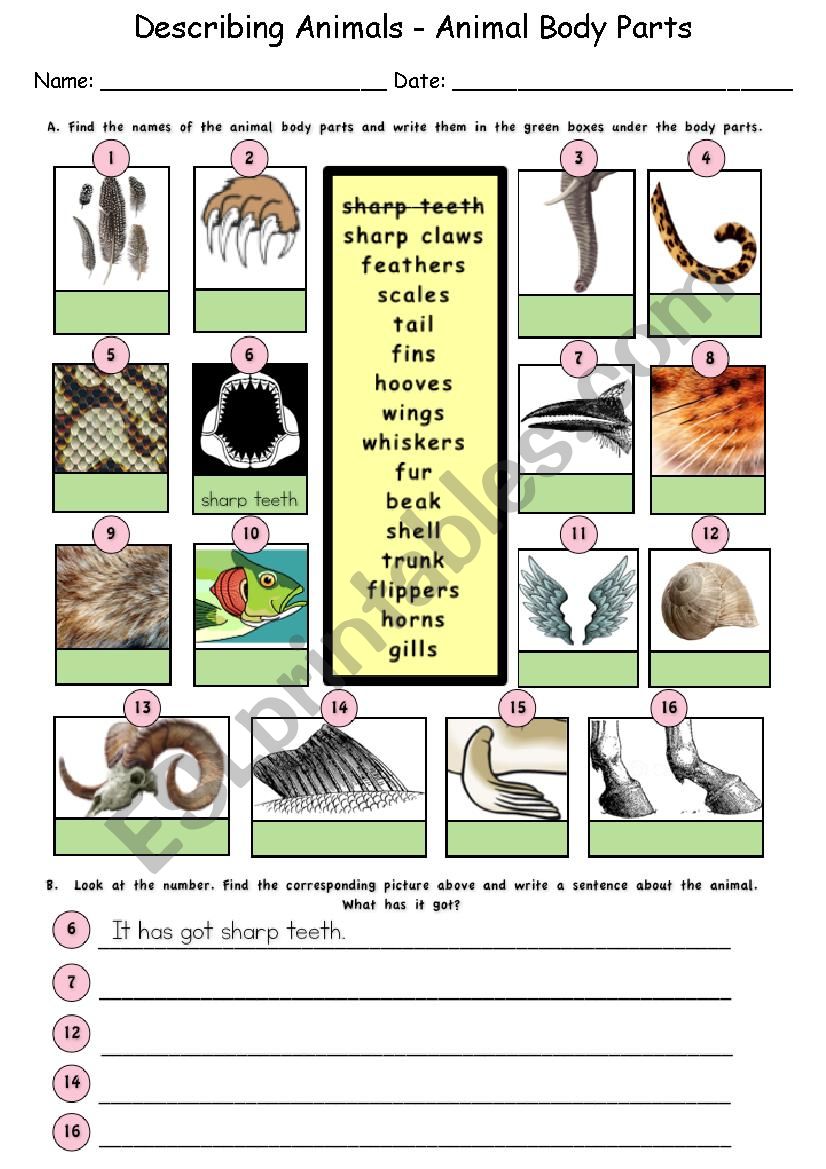 Describing Animals: Animal Body Parts