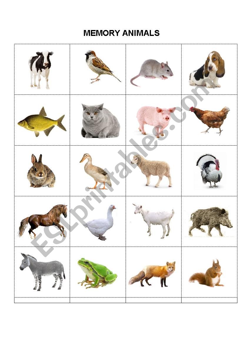 Flash cards - Memory animals worksheet
