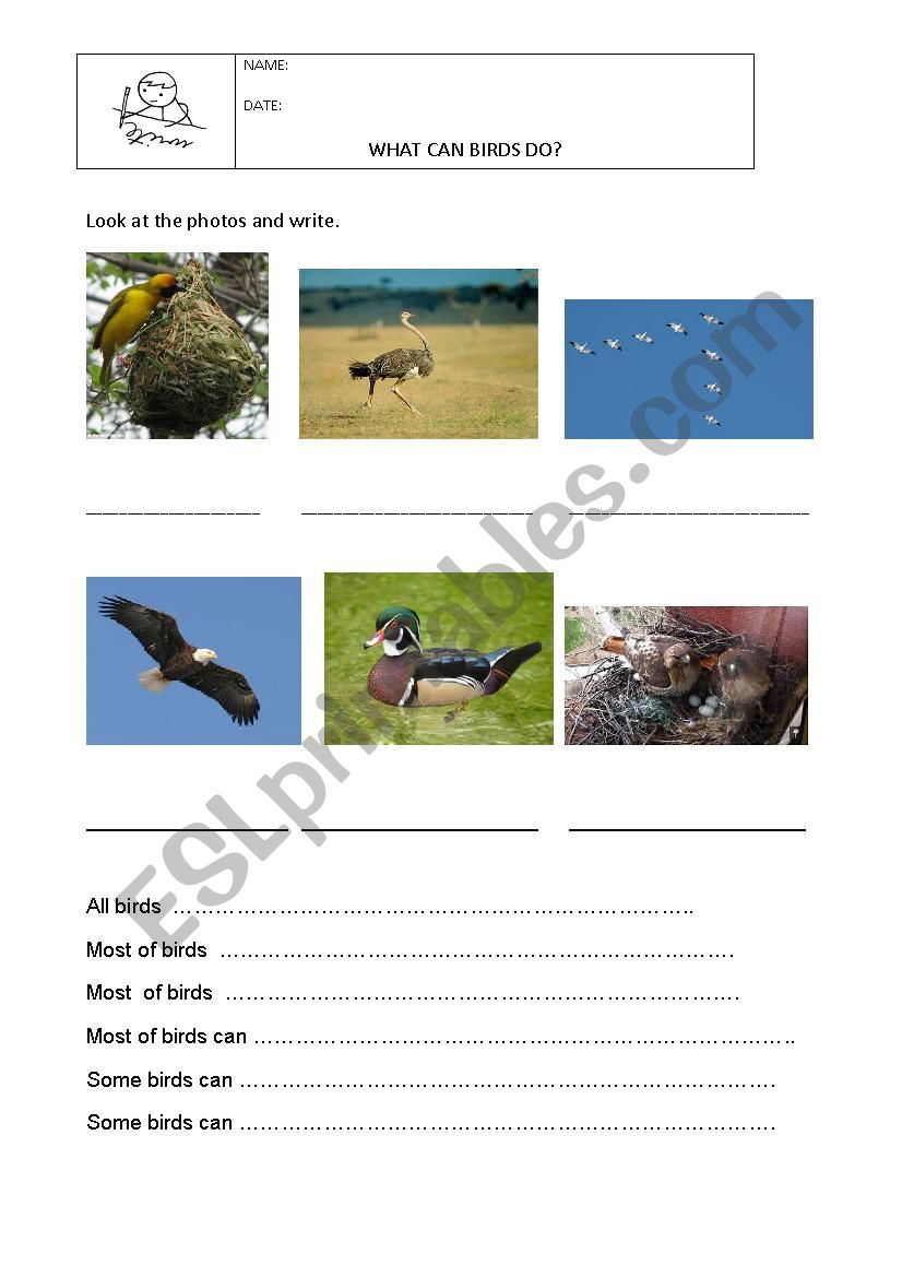 What can birds do? worksheet