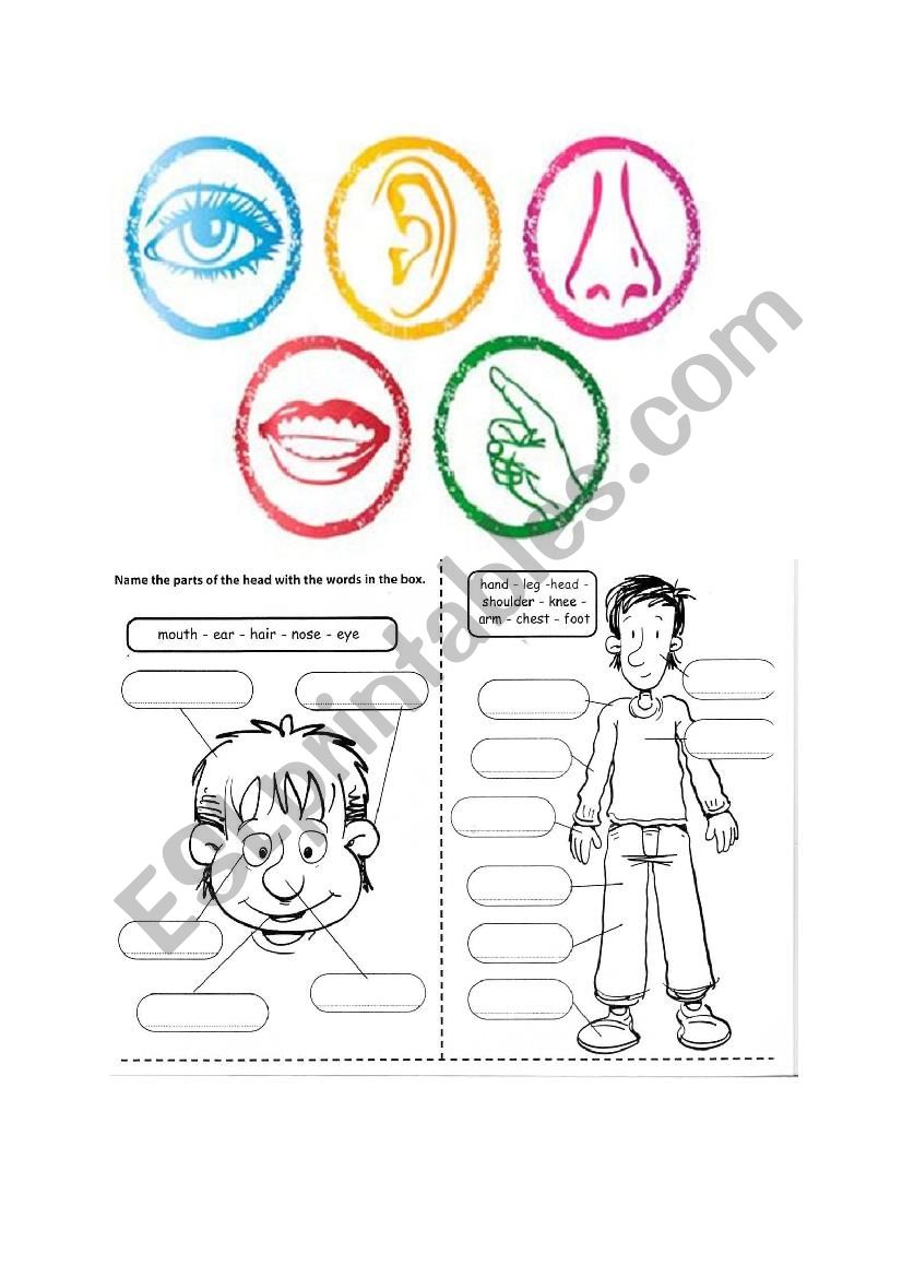 BODY PARTS worksheet