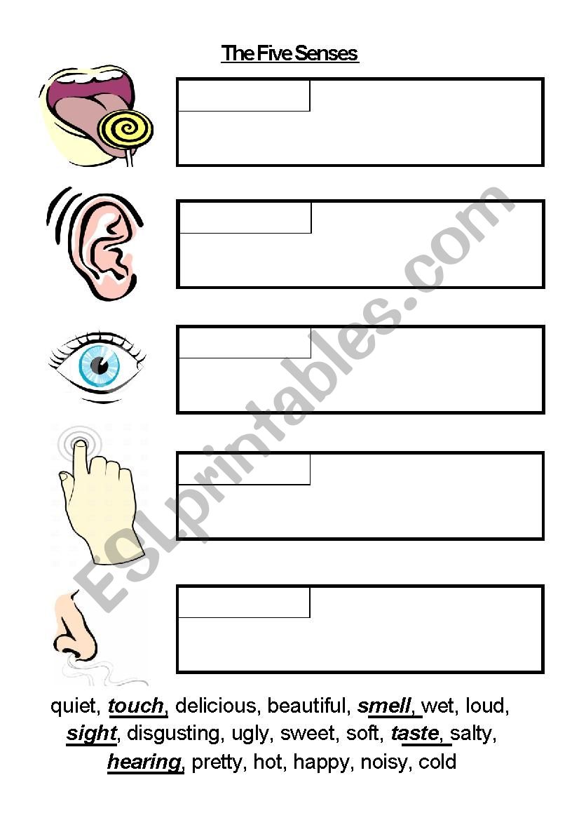 The Five Senses worksheet