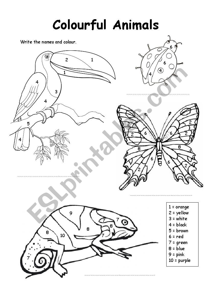 Colour by numbers. Exotic animals