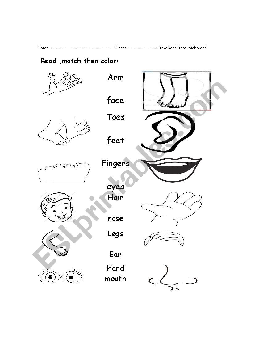 body parts  worksheet