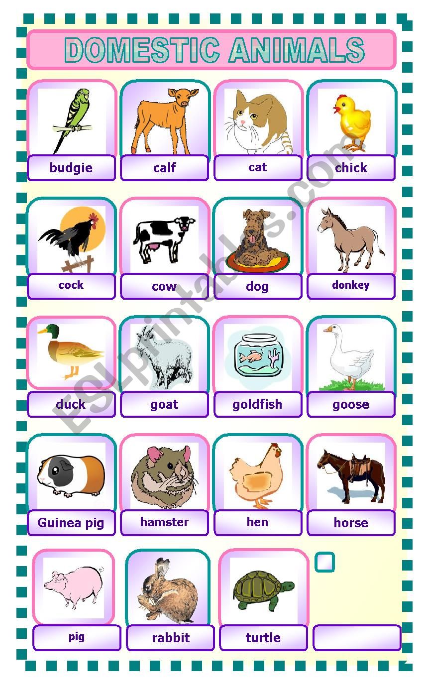 DOMESTIC ANIMALS worksheet