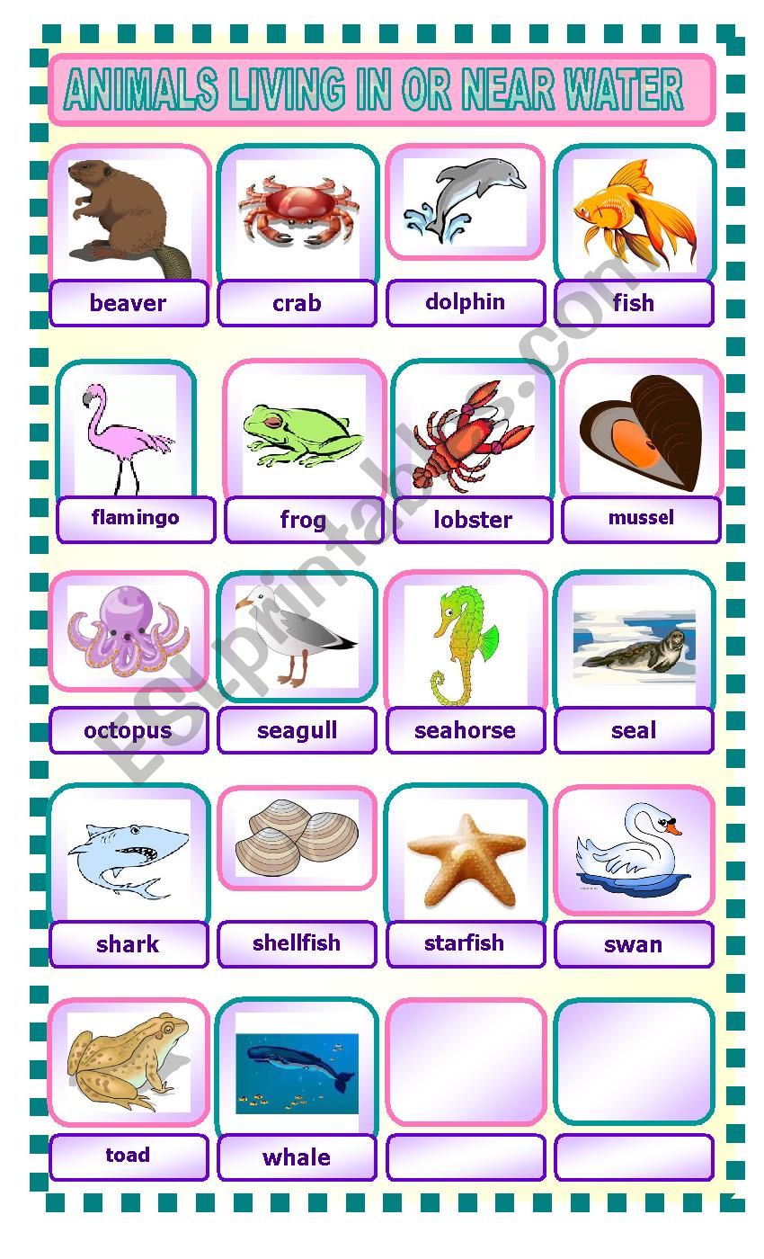 ANIMALS LIVING IN OR NEAR WATER - ESL worksheet by catyli