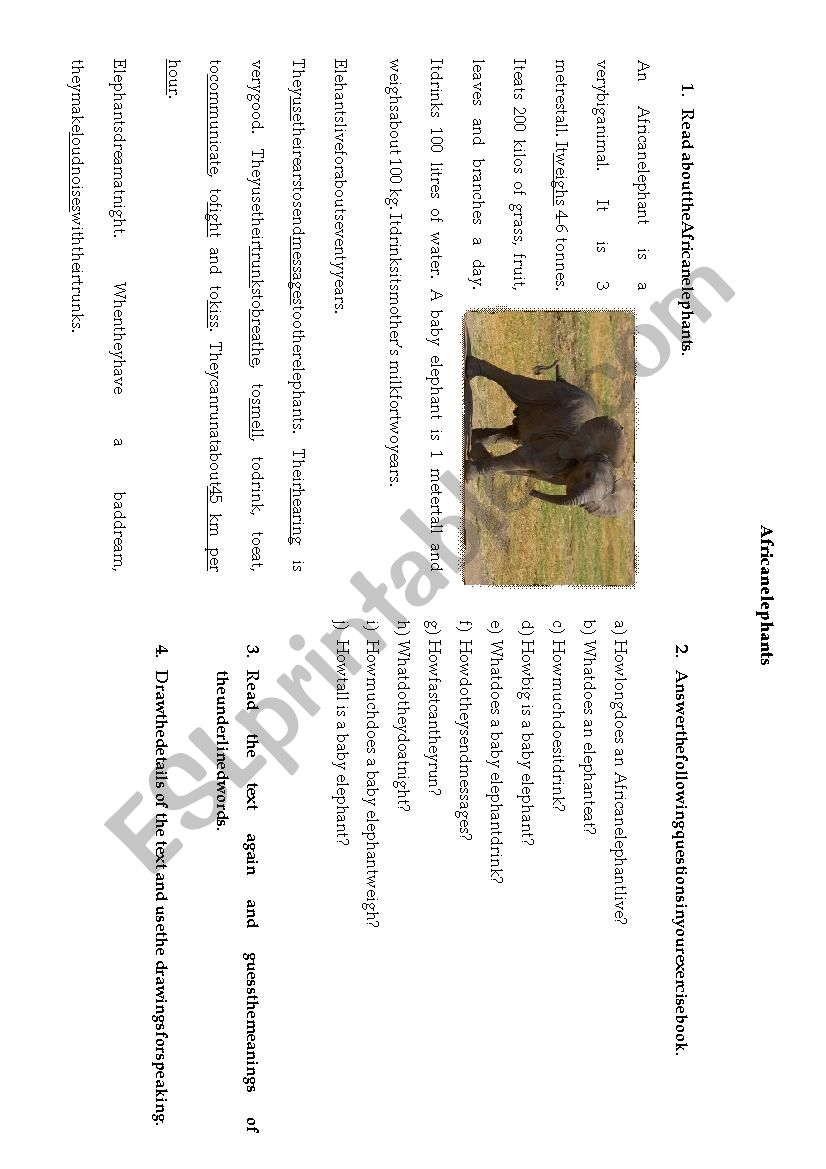 African elephants worksheet