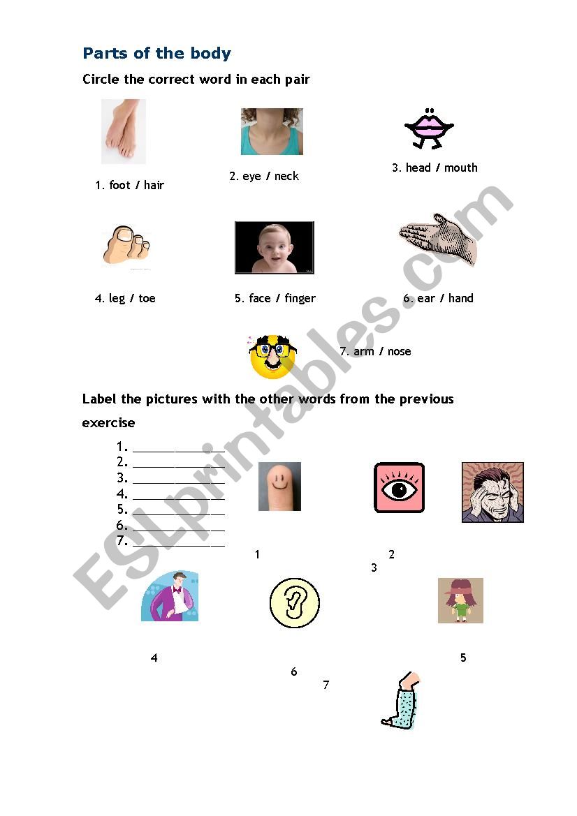 Parts of the body worksheet