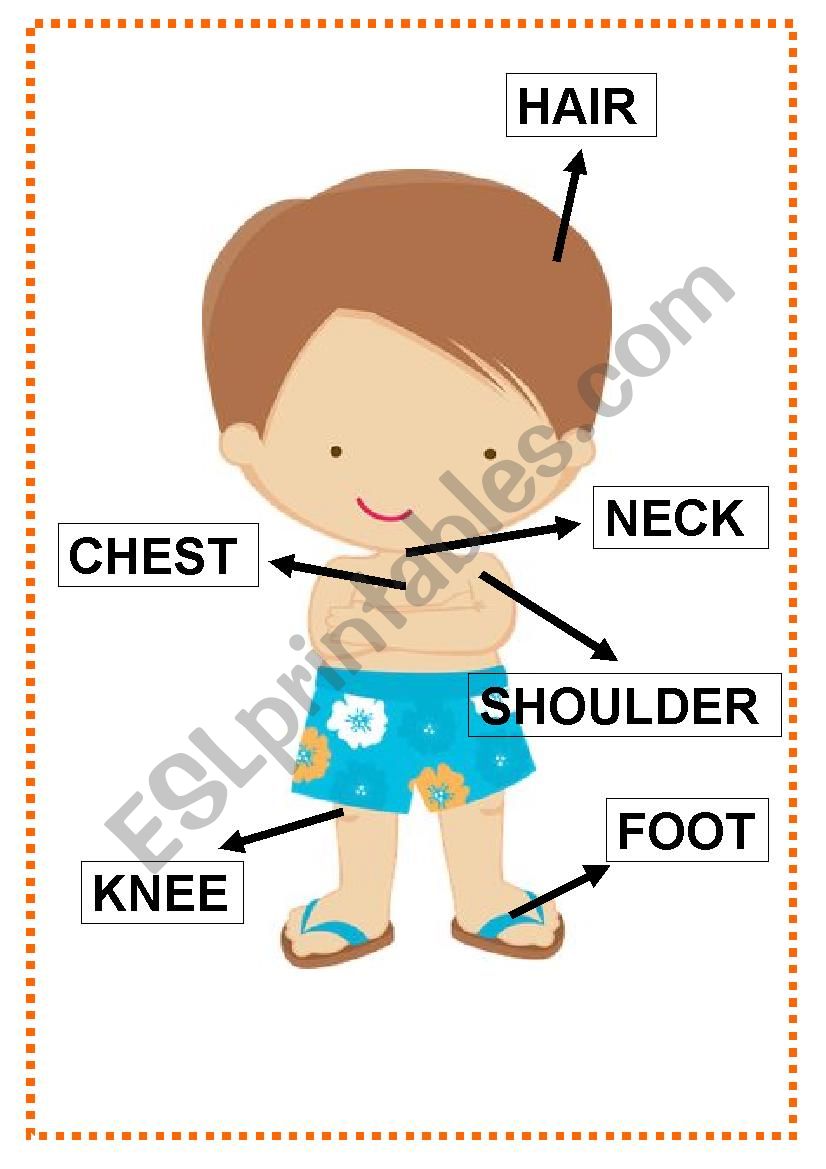 Body parts worksheet