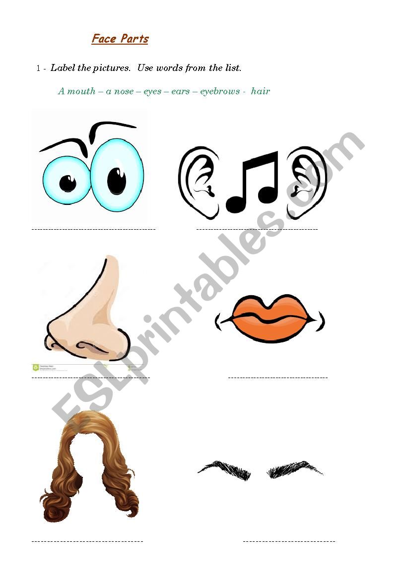 face parts  worksheet