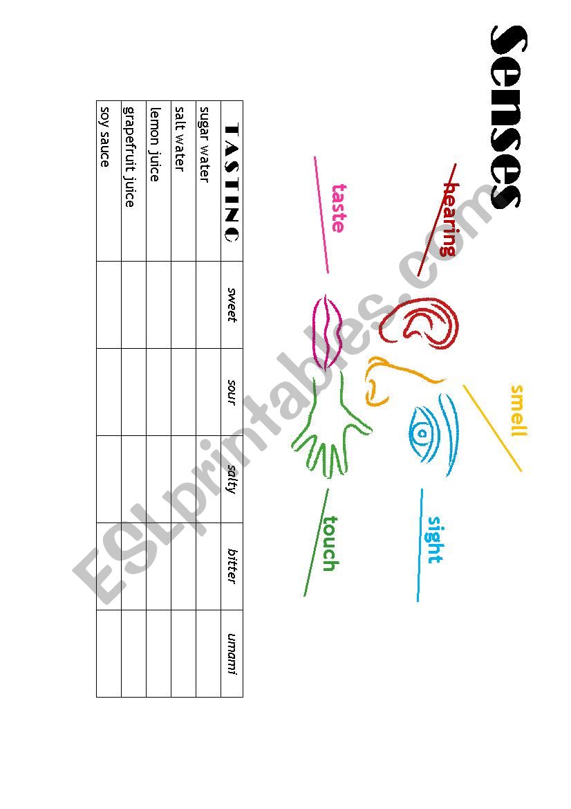 Senses and flavors worksheet