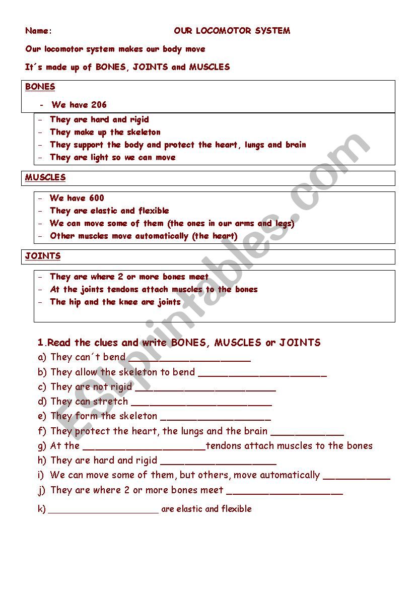 Bones, muscles or joints worksheet