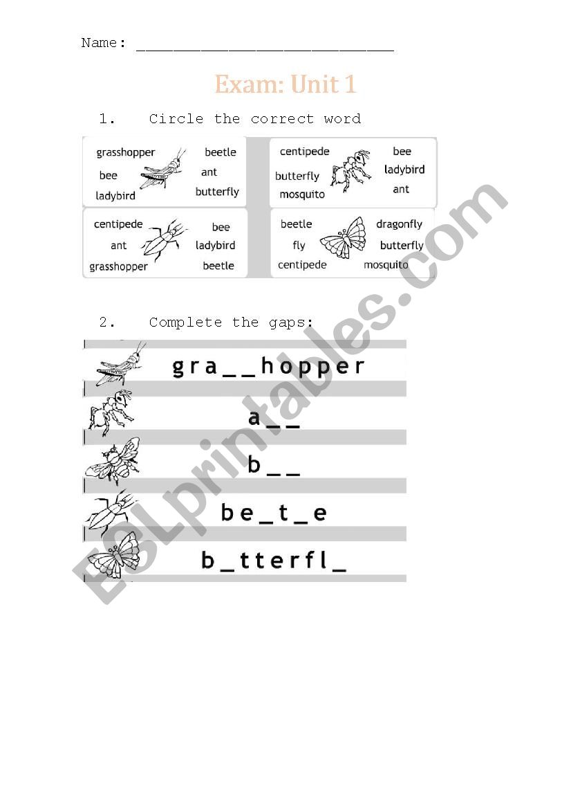 Insects worksheet