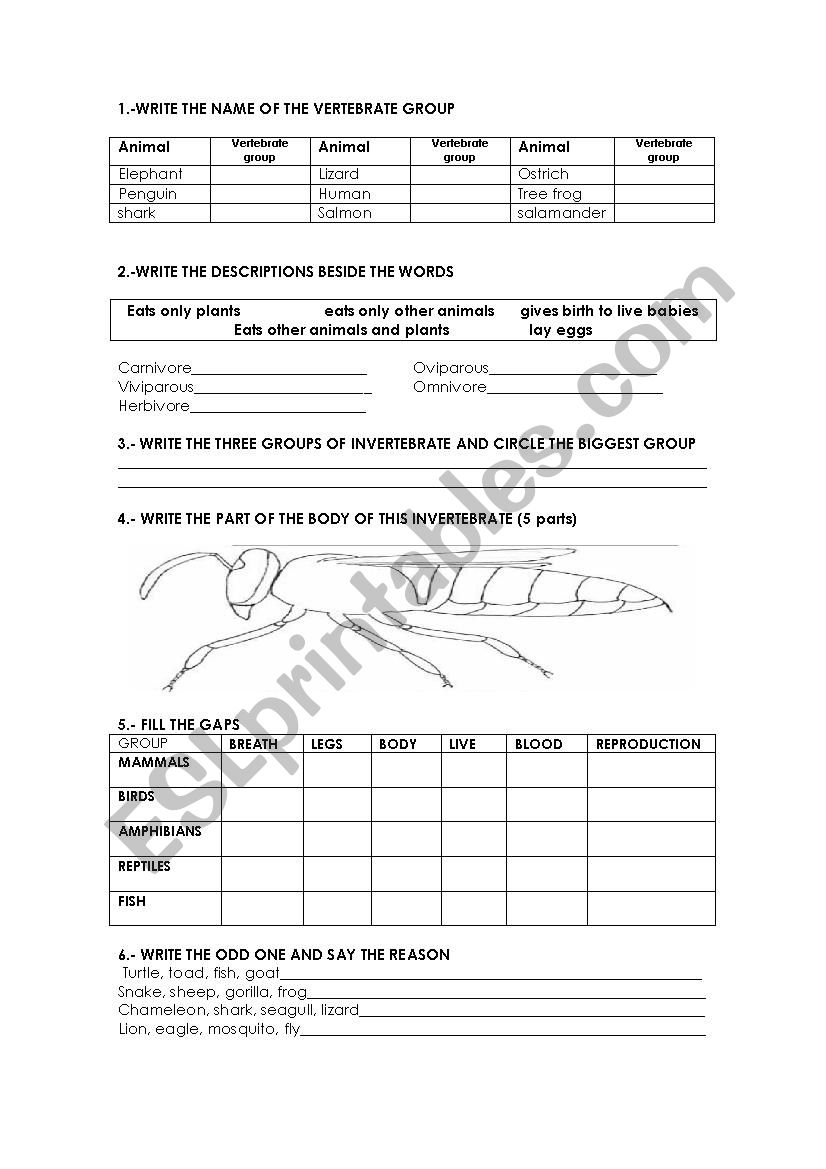 vertebrates and invertebrates worksheet