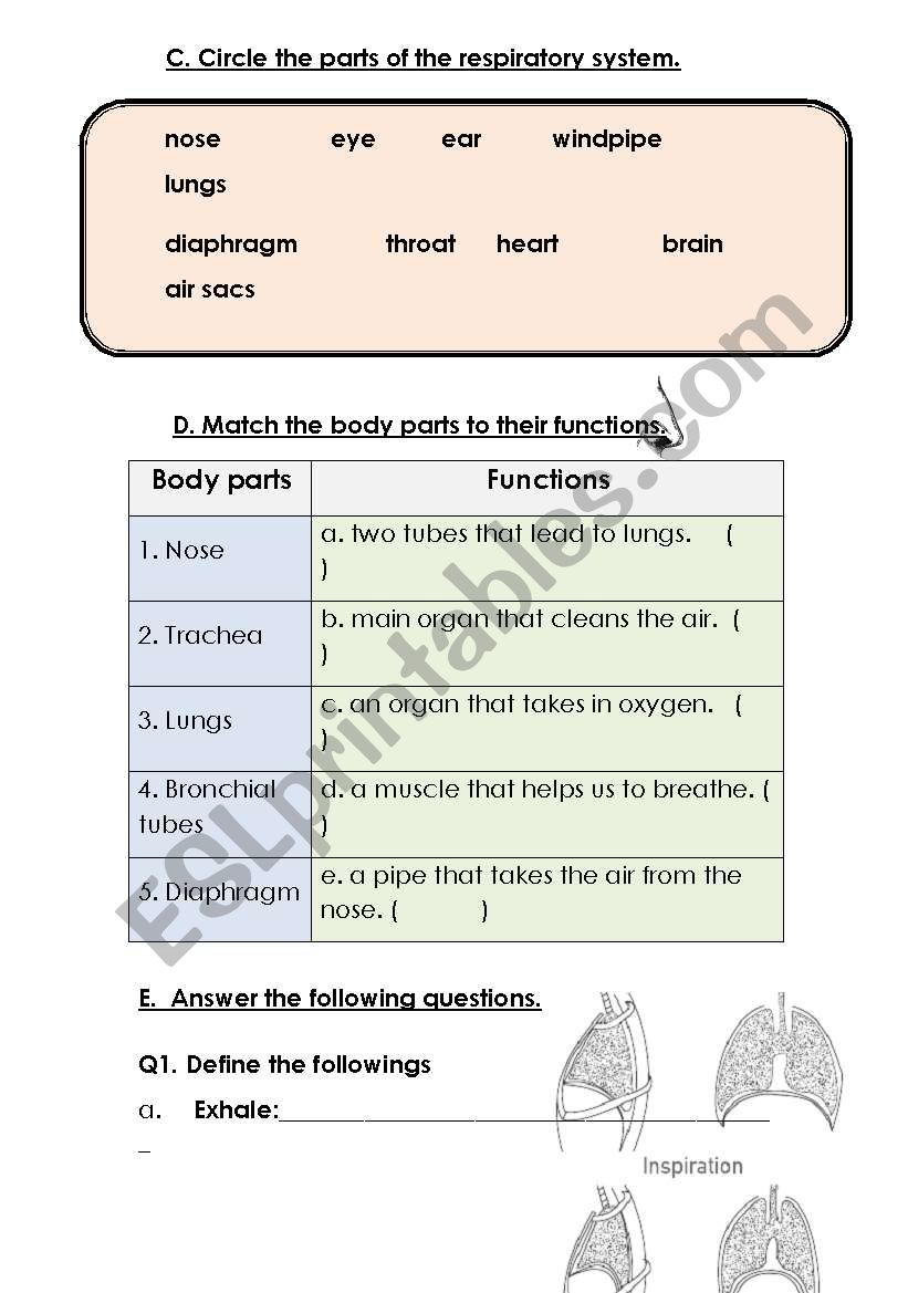 Human Body-2 worksheet