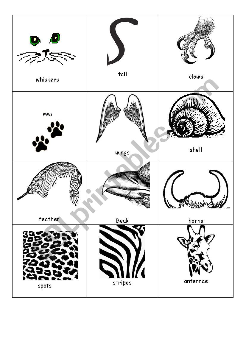 Animal body parts worksheet