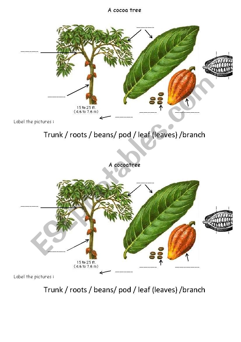 chocolate : a cocoa tree worksheet