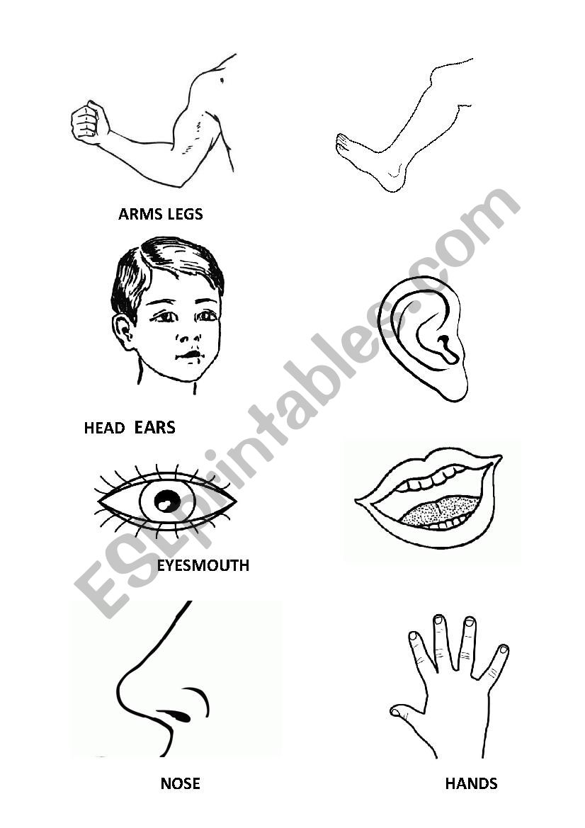 Flashcards body parts worksheet