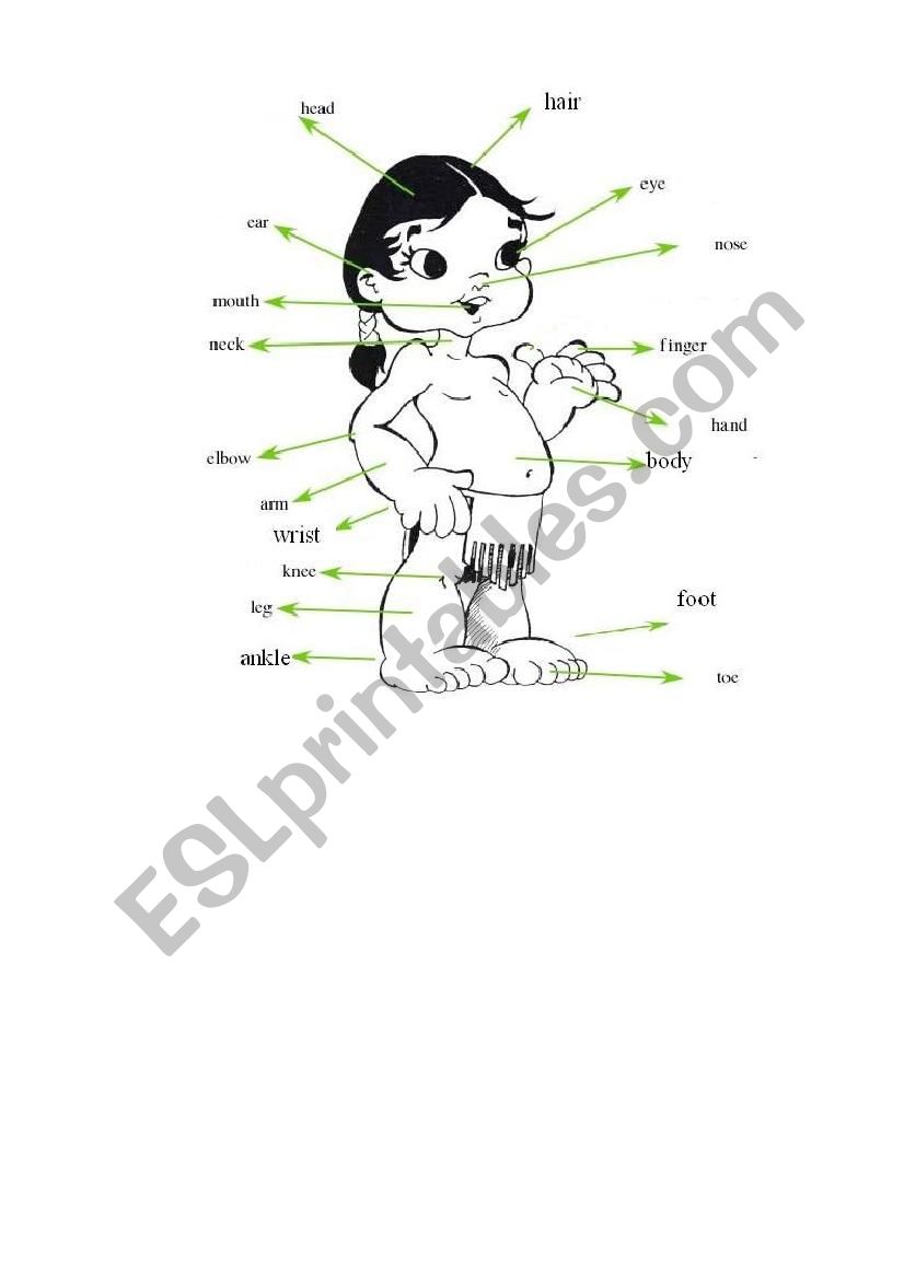 parts of body worksheet