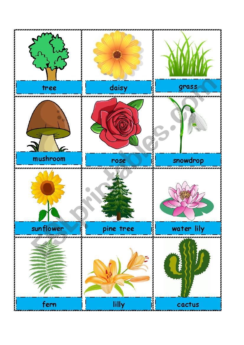 Nature Pictionary worksheet