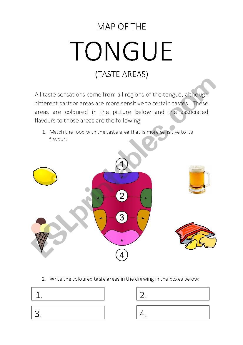 MAP OF THE TONGUE. TASTE AREAS. WORKSHEET