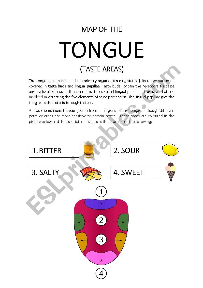 MAP OF THE TONGUE. TASTE AREAS