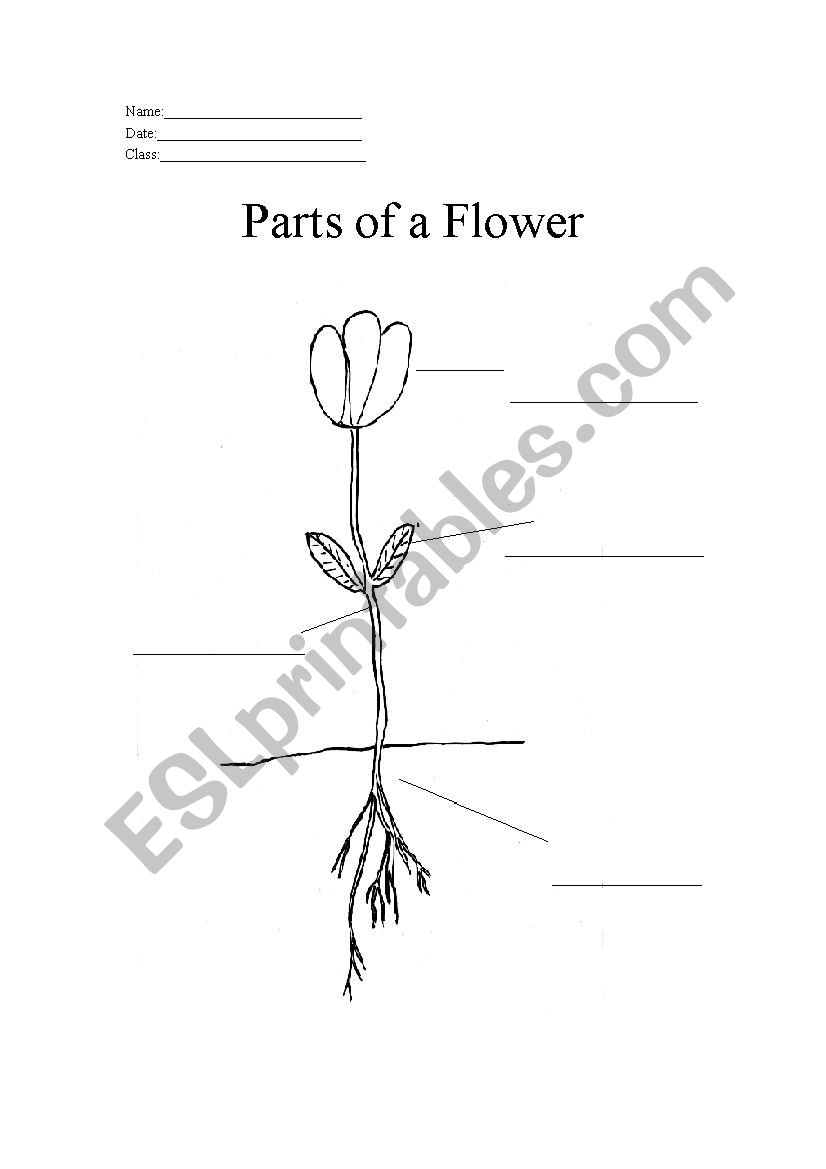 Parts of a Flower worksheet