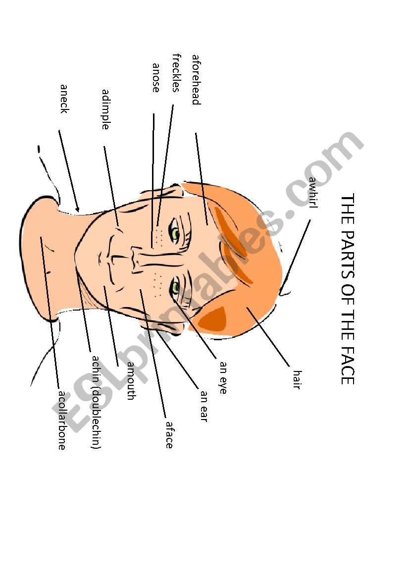The part of the face worksheet