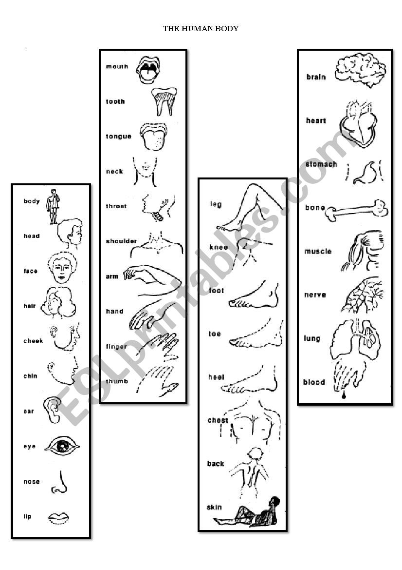 Human body worksheet worksheet