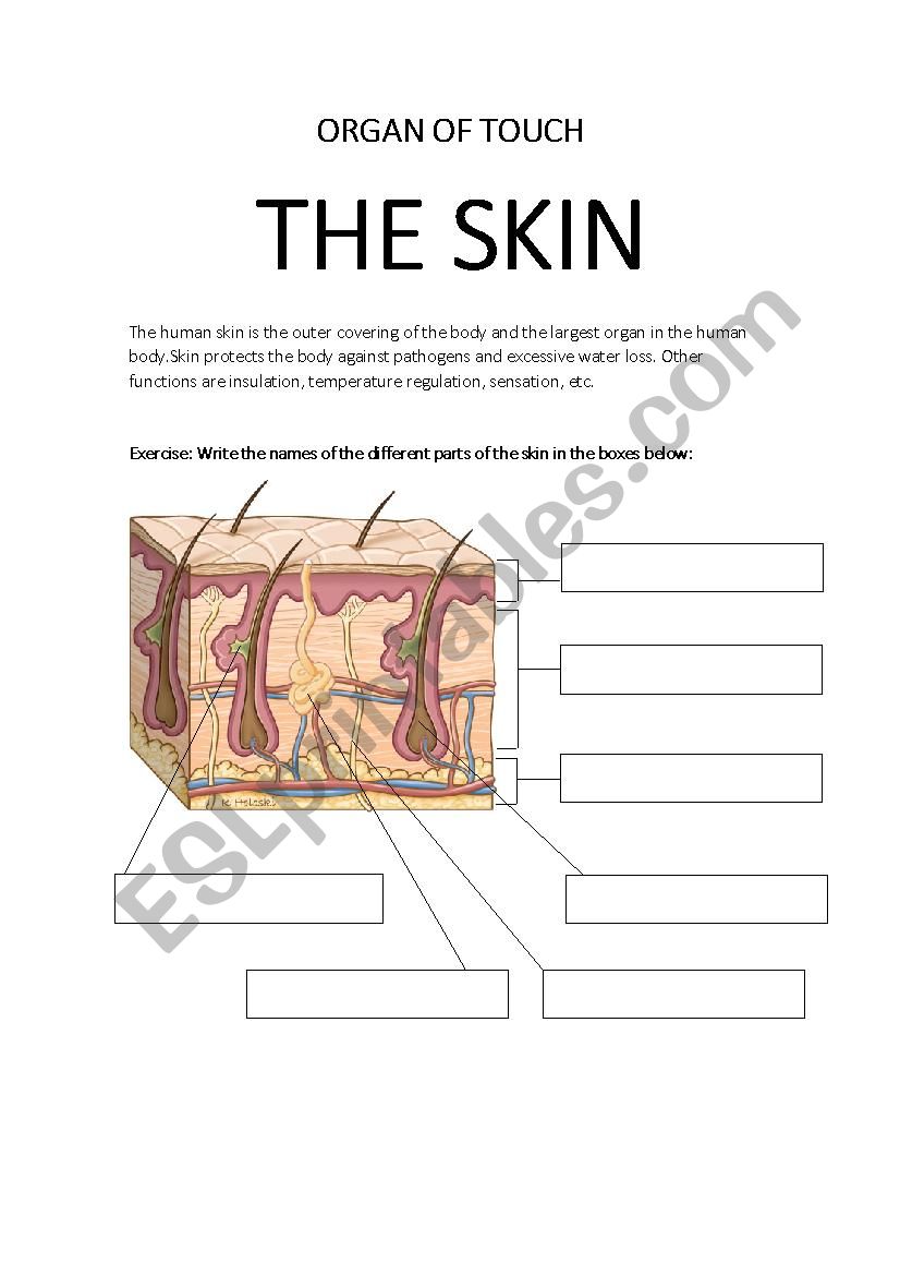 THE ORGAN OF TOUCH. THE SKIN. WORKSHEET WITH ANSWER SHEET