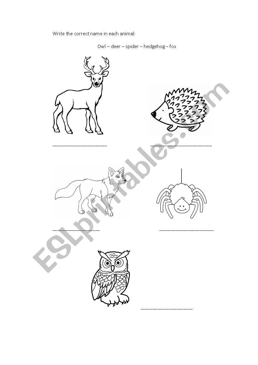 Animals worksheet