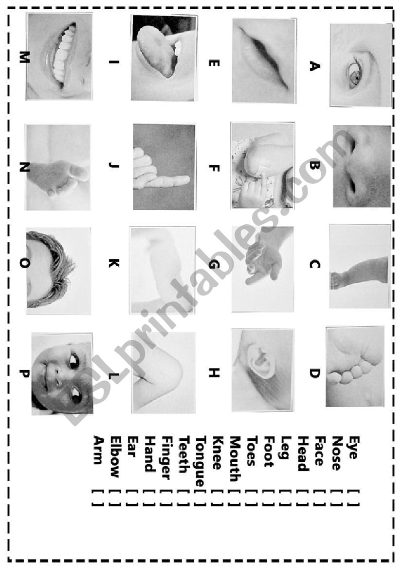 Body Parts match  worksheet