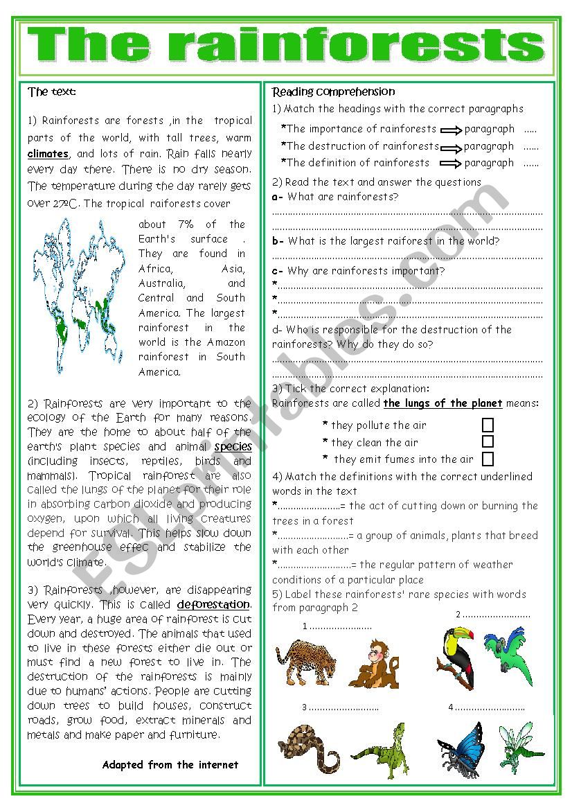 The Rainforests worksheet