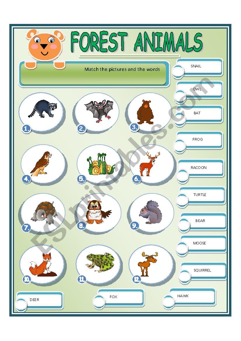 FOREST ANIMALS worksheet