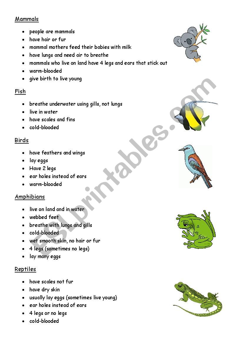 Classification of Animals. Text