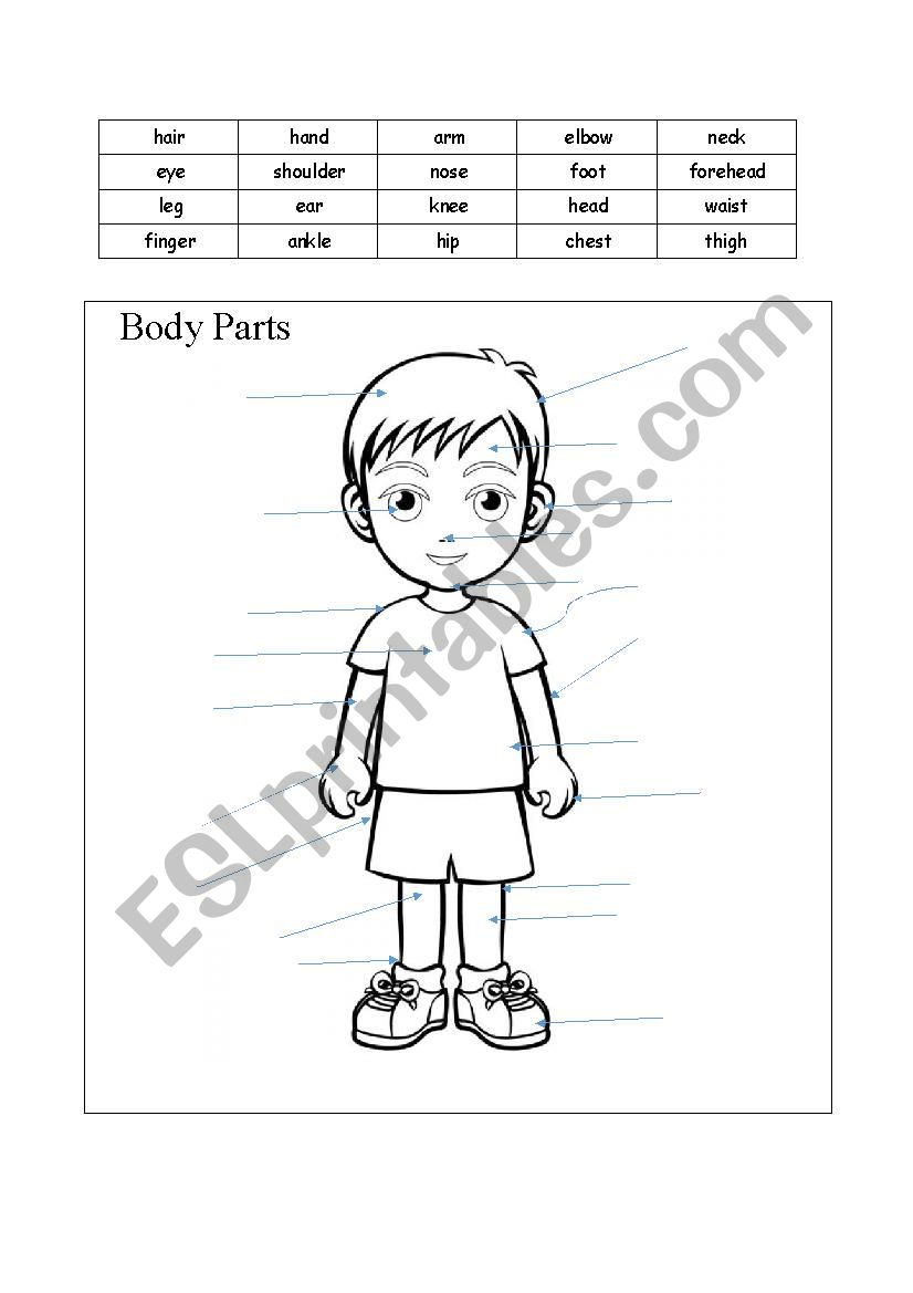 body parts worksheet