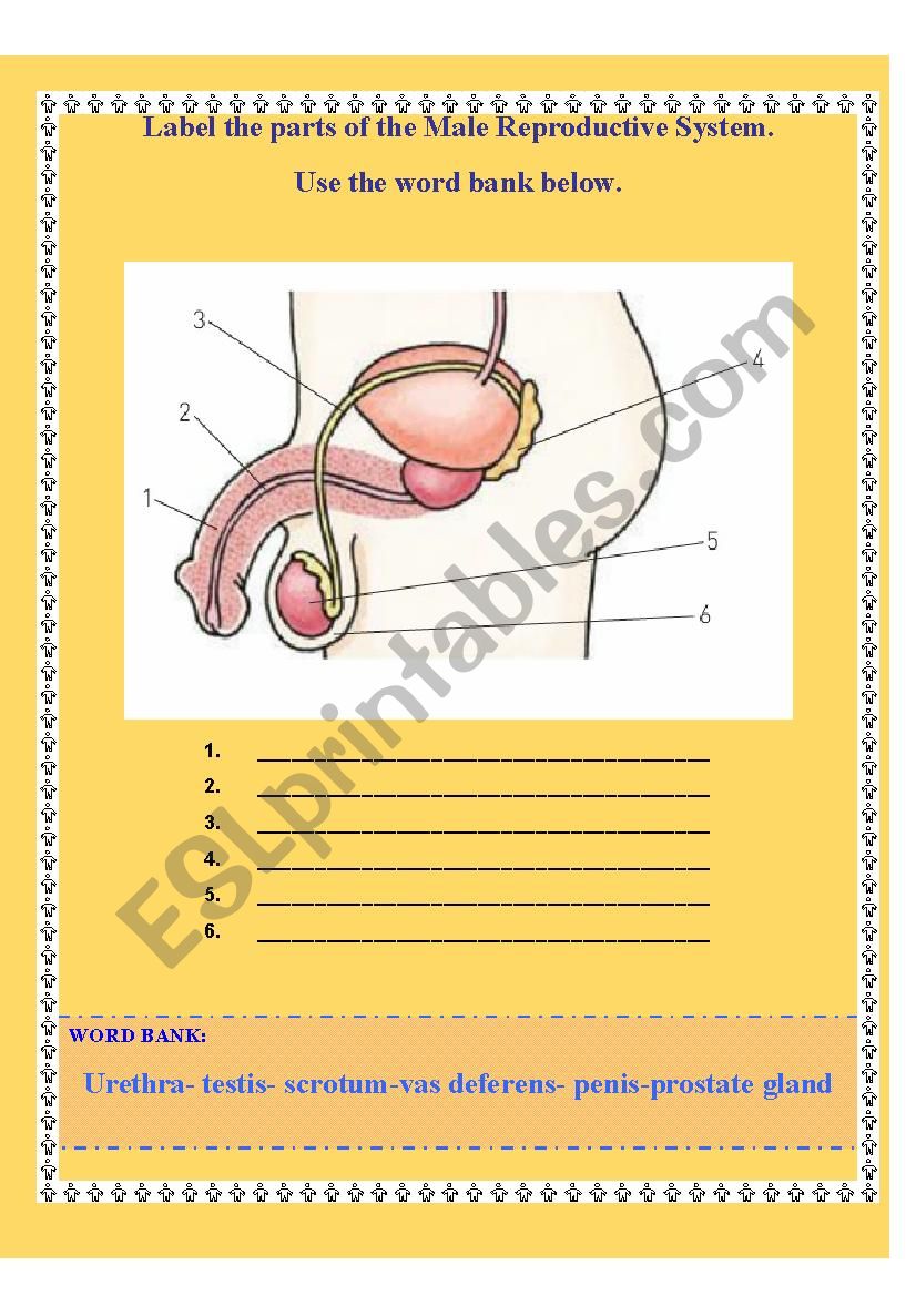MALE REPRODUCTIVE SYSTEM worksheet