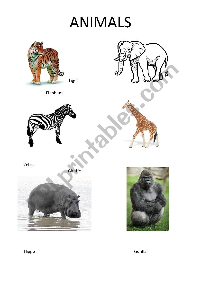 Animals worksheet