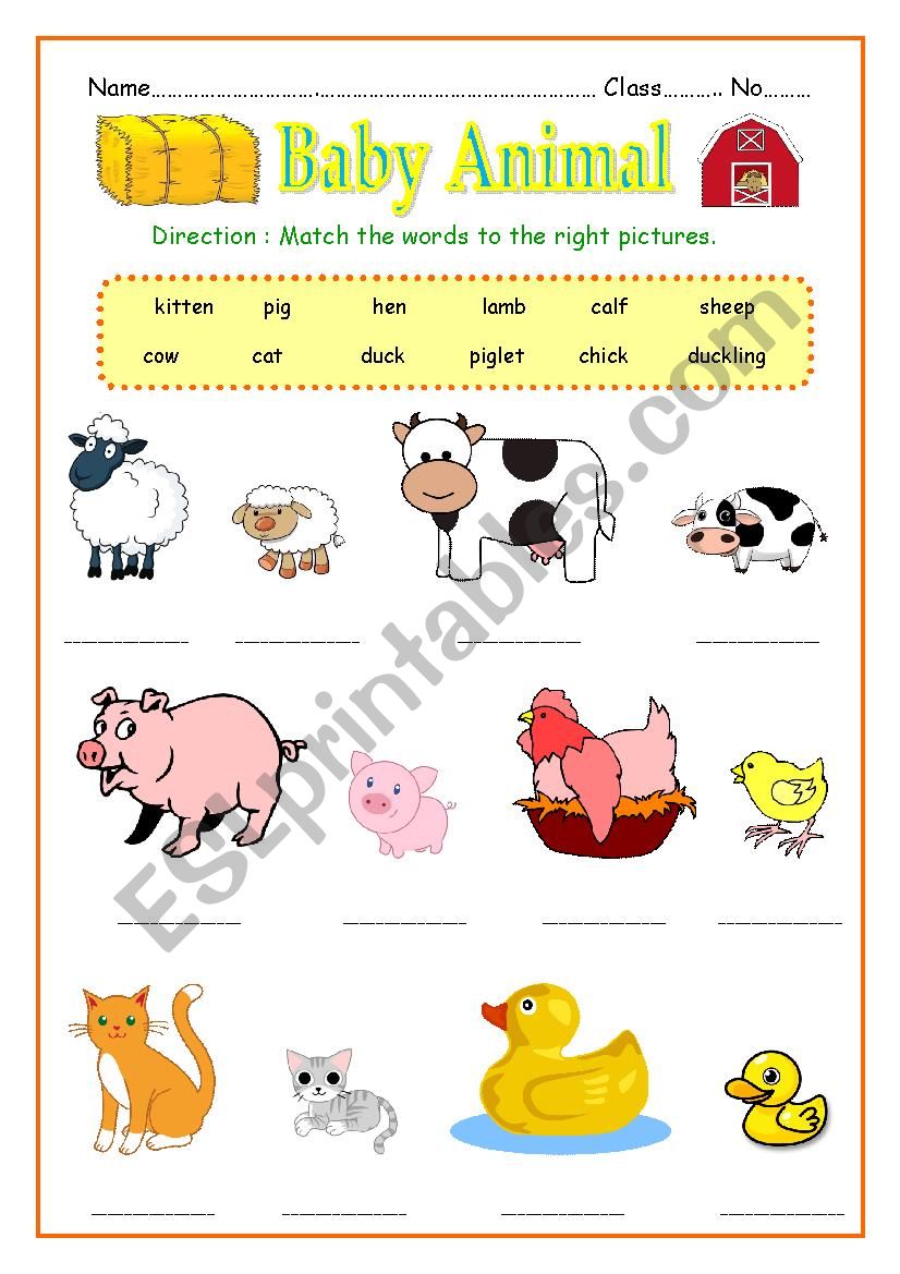 Baby Animal worksheet