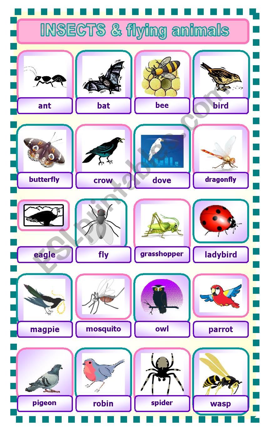 INSECTS AND FLYING ANIMALS - ESL worksheet by catyli