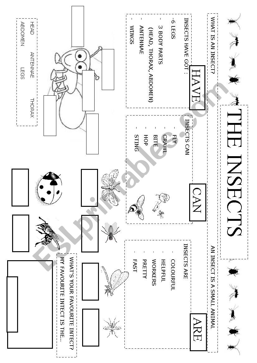 The insects worksheet