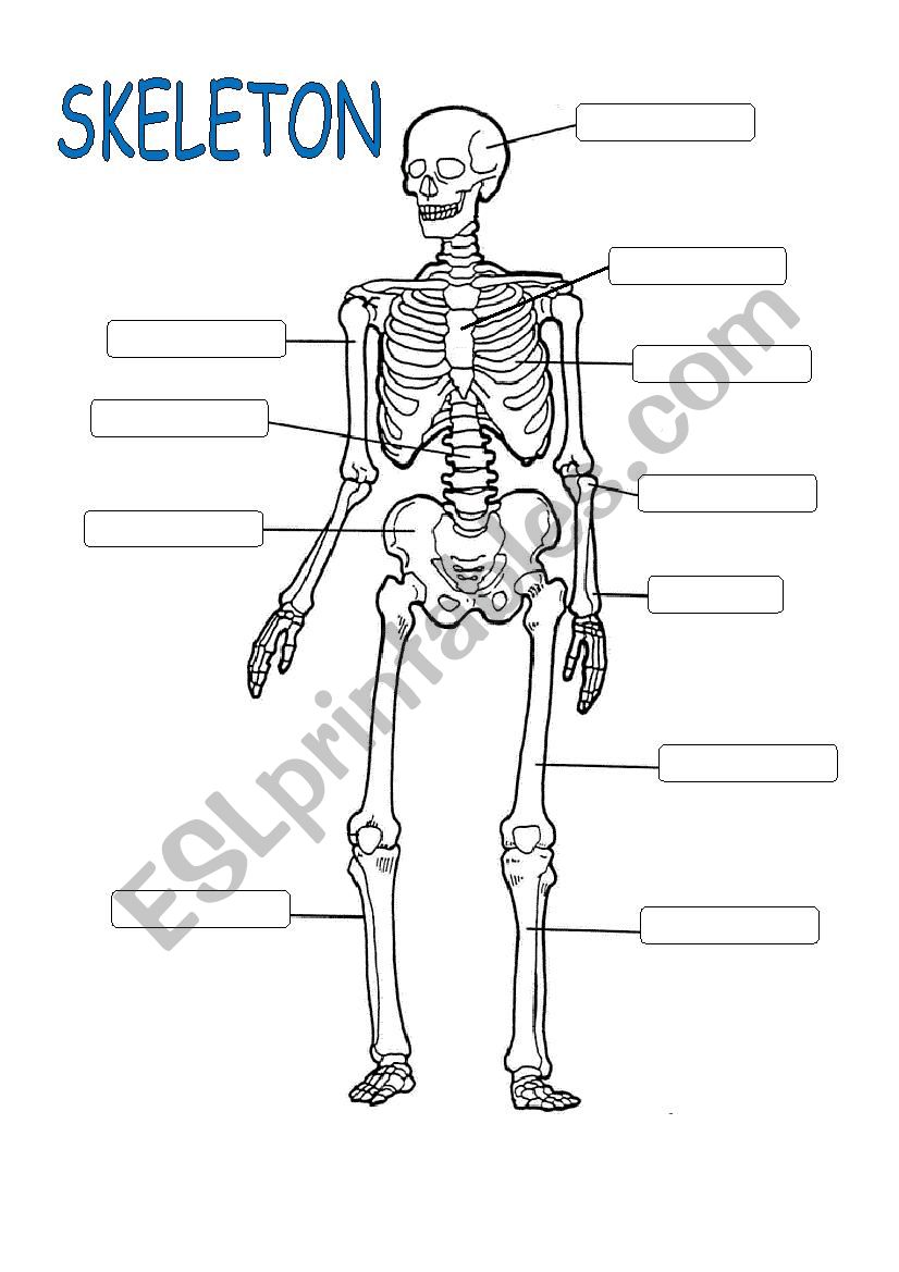 Skeleton system worksheet