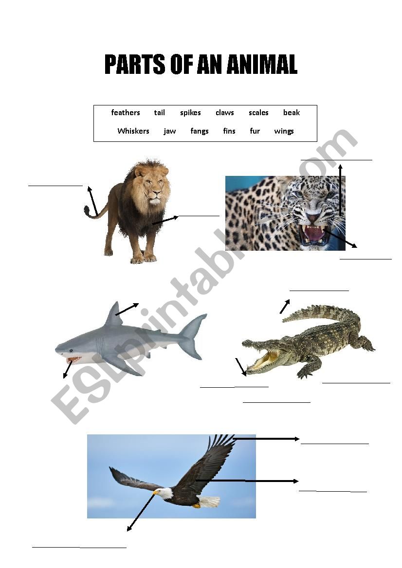Parts of an animal worksheet