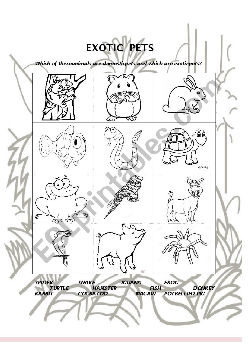 Exotic pets worksheet