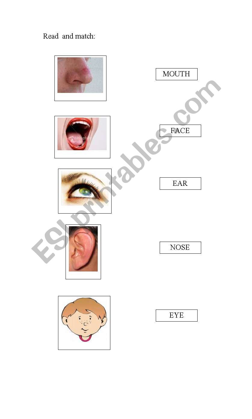 Mouth, ear, eye, nose worksheet