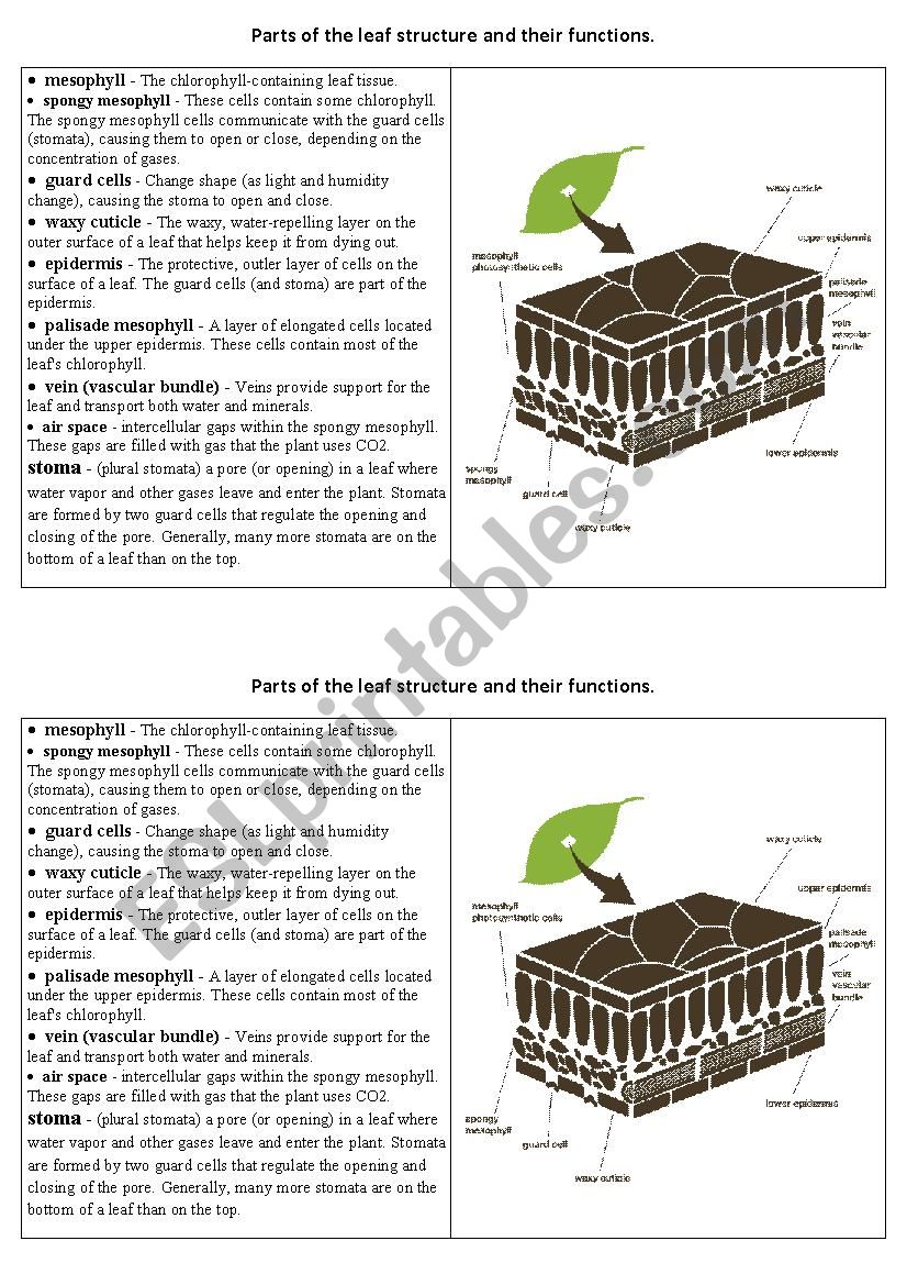 Parts of the leaf and their functions