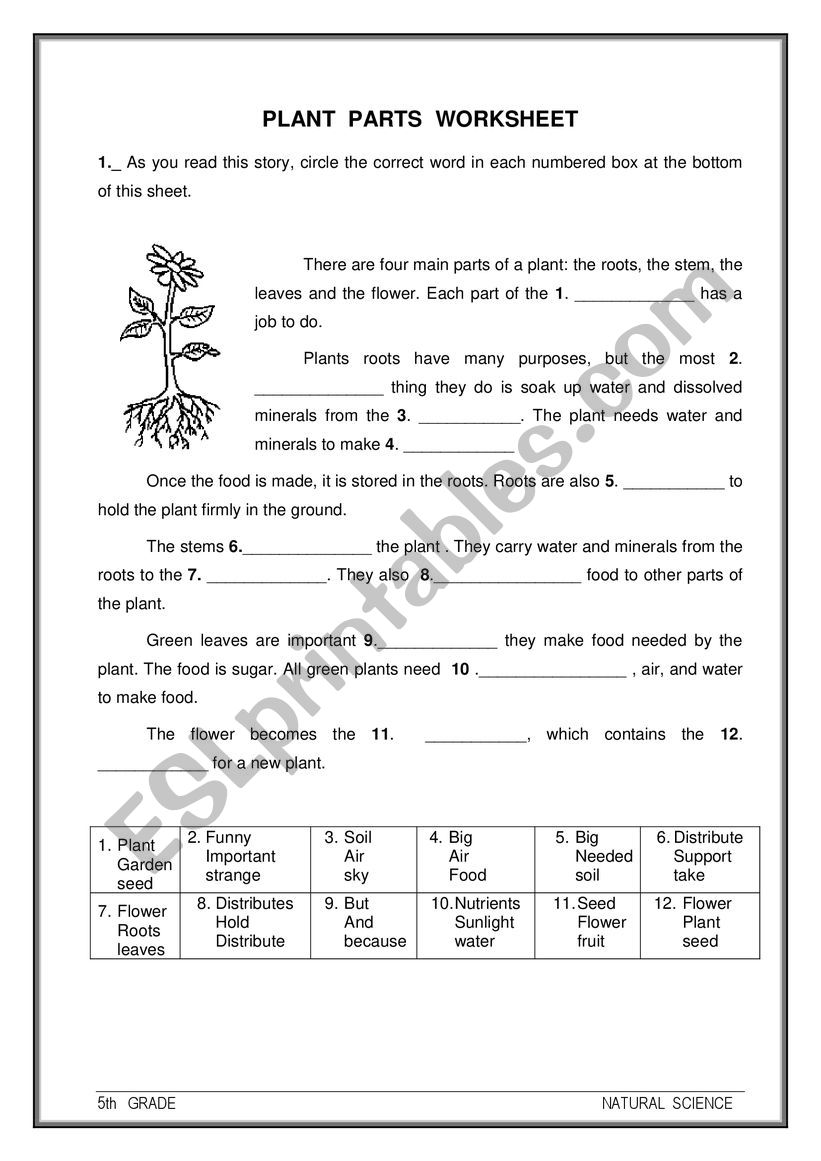 Plant parts worksheet