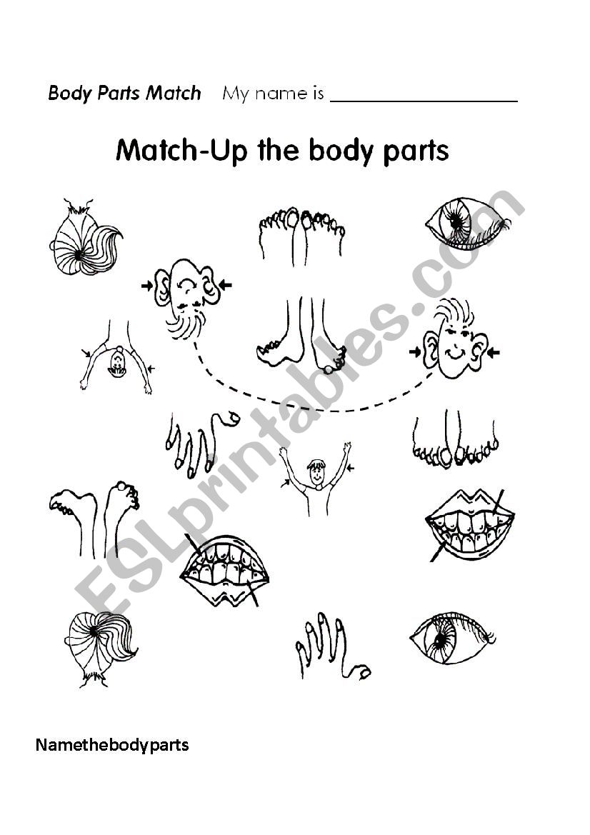 body parts worksheet