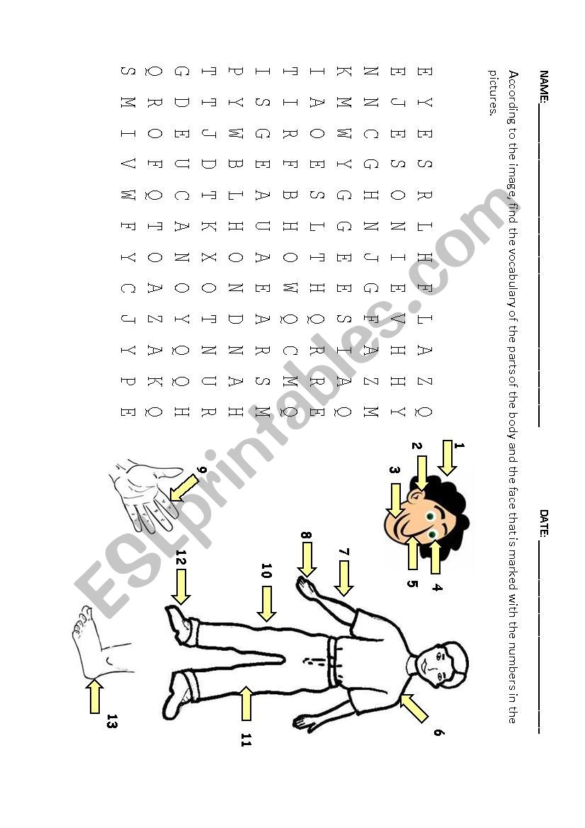 Body parts worksheet