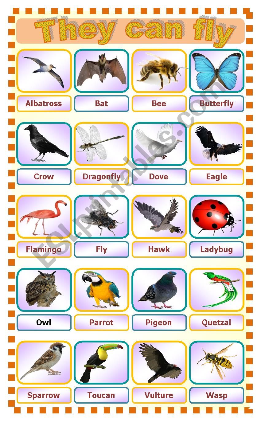 They can fly ... Flying animals! - ESL worksheet by Kykyo