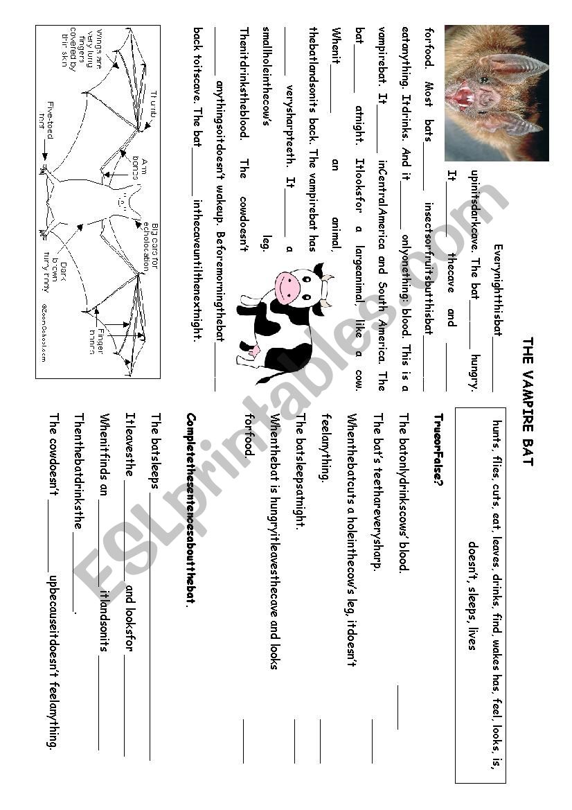 Bat (vampire bat) worksheet